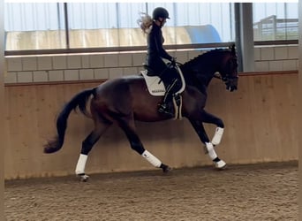 Duits sportpaard, Ruin, 5 Jaar, 174 cm, Donkerbruin