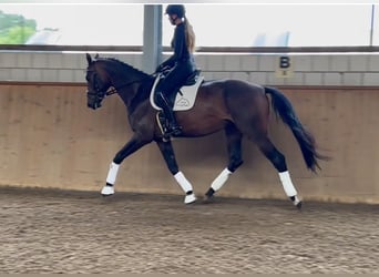 Duits sportpaard, Ruin, 5 Jaar, 174 cm, Donkerbruin