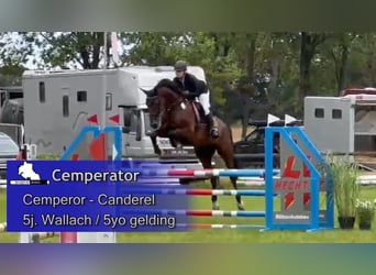 Duits sportpaard, Ruin, 5 Jaar, 174 cm, Donkerbruin