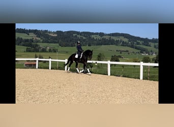 Duits sportpaard, Ruin, 5 Jaar, 175 cm, Brauner