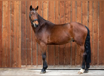 Duits sportpaard, Ruin, 5 Jaar, 175 cm, Brauner