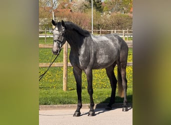 Duits sportpaard, Ruin, 5 Jaar, 175 cm, Schimmel