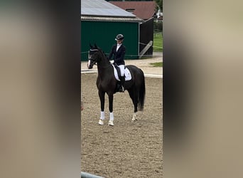 Duits sportpaard, Ruin, 5 Jaar, 175 cm, Zwart