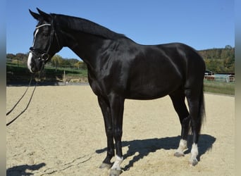 Duits sportpaard, Ruin, 5 Jaar, 175 cm, Zwart