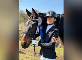 Duits sportpaard, Ruin, 5 Jaar, 175 cm, Zwartbruin