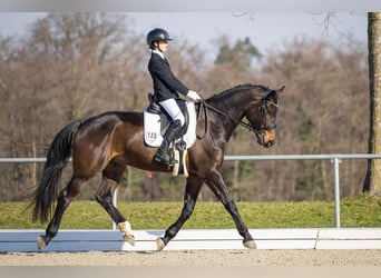 Duits sportpaard, Ruin, 5 Jaar, 175 cm, Zwartbruin