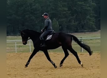 Duits sportpaard, Ruin, 5 Jaar, 176 cm, Donkerbruin