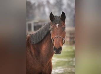 Duits sportpaard, Ruin, 5 Jaar, 177 cm, Bruin