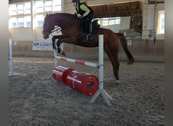 Duits sportpaard, Ruin, 5 Jaar, 178 cm, Vos
