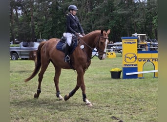 Duits sportpaard, Ruin, 5 Jaar, 178 cm, Vos