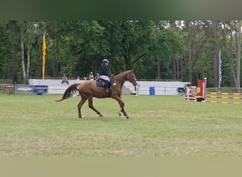 Duits sportpaard, Ruin, 5 Jaar, 178 cm, Vos