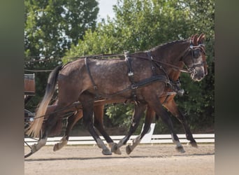 Duits sportpaard, Ruin, 5 Jaar, 178 cm, Zwartschimmel