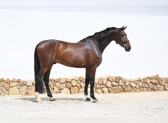 Duits sportpaard, Ruin, 5 Jaar, 180 cm, Donkerbruin