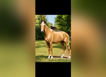 Duits sportpaard, Ruin, 5 Jaar, 190 cm, Palomino