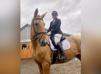 Duits sportpaard, Ruin, 5 Jaar, 190 cm, Palomino