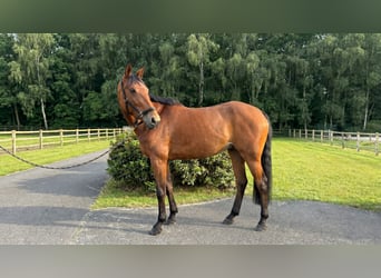 Duits sportpaard, Ruin, 5 Jaar, Bruin