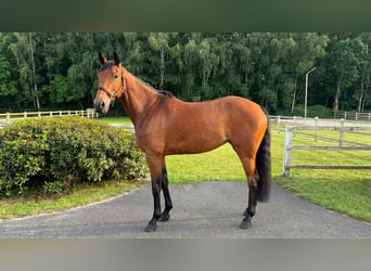 Duits sportpaard, Ruin, 5 Jaar, Bruin