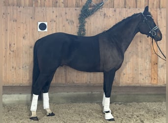 Duits sportpaard, Ruin, 5 Jaar, Donkerbruin