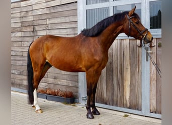Duits sportpaard, Ruin, 6 Jaar, 153 cm, Bruin