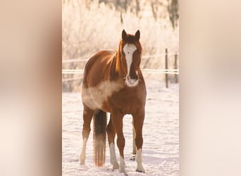 Duits sportpaard, Ruin, 6 Jaar, 160 cm, Vos