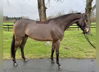 Duits sportpaard, Ruin, 6 Jaar, 164 cm, Bruin