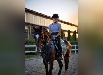 Duits sportpaard, Ruin, 6 Jaar, 165 cm, Donkerbruin
