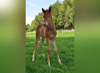 Duits sportpaard, Ruin, 6 Jaar, 165 cm, Donkere-vos