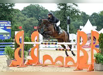 Duits sportpaard, Ruin, 6 Jaar, 165 cm, Zwartbruin