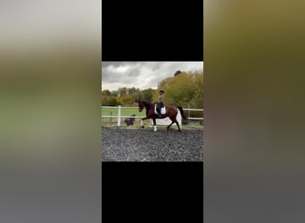 Duits sportpaard, Ruin, 6 Jaar, 166 cm, Bruin