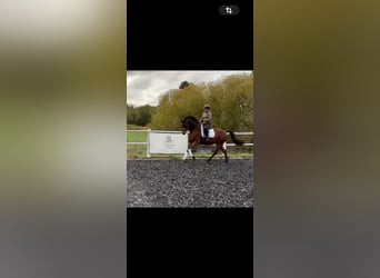 Duits sportpaard, Ruin, 6 Jaar, 166 cm, Bruin