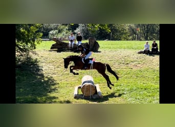 Duits sportpaard, Ruin, 6 Jaar, 167 cm, Vos