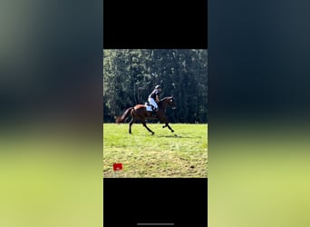 Duits sportpaard, Ruin, 6 Jaar, 167 cm, Vos