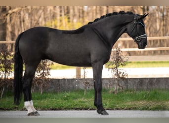 Duits sportpaard, Ruin, 6 Jaar, 167 cm, Zwart