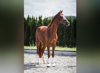Duits sportpaard, Ruin, 6 Jaar, 168 cm, Vos