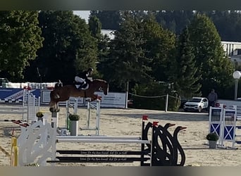 Duits sportpaard, Ruin, 6 Jaar, 168 cm, Vos