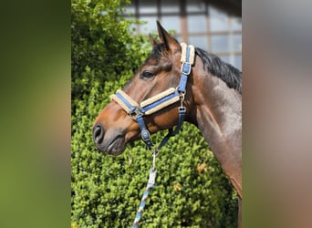 Duits sportpaard, Ruin, 6 Jaar, 169 cm, Bruin