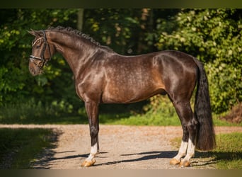 Duits sportpaard, Ruin, 6 Jaar, 169 cm, Bruin