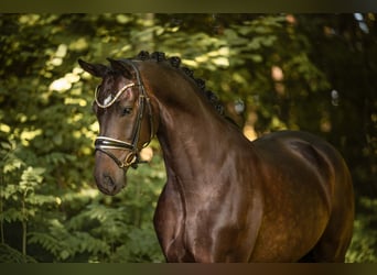 Duits sportpaard, Ruin, 6 Jaar, 169 cm, Bruin