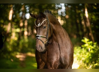 Duits sportpaard, Ruin, 6 Jaar, 169 cm, Bruin