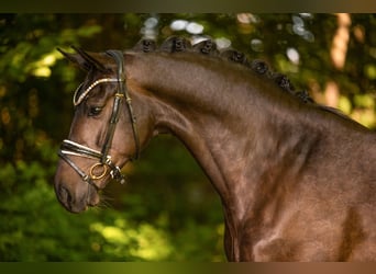 Duits sportpaard, Ruin, 6 Jaar, 169 cm, Bruin