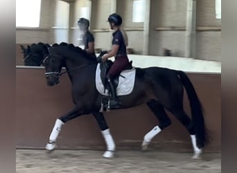 Duits sportpaard, Ruin, 6 Jaar, 169 cm, Bruin