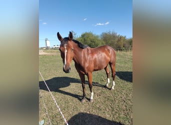 Duits sportpaard, Ruin, 6 Jaar, 169 cm, Bruin