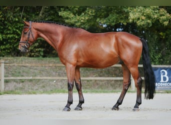 Duits sportpaard, Ruin, 6 Jaar, 169 cm, Bruin