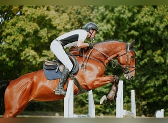 Duits sportpaard, Ruin, 6 Jaar, 169 cm, Bruin