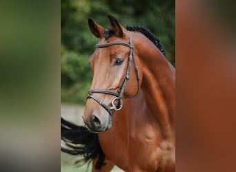Duits sportpaard, Ruin, 6 Jaar, 169 cm, Bruin
