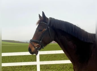 Duits sportpaard, Ruin, 6 Jaar, 169 cm, Donkerbruin