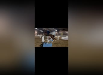 Duits sportpaard, Ruin, 6 Jaar, 169 cm, Vos