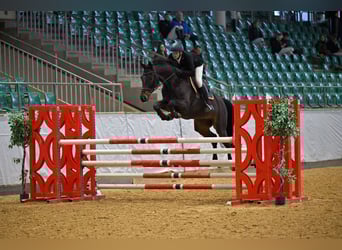 Duits sportpaard, Ruin, 6 Jaar, 170 cm, Brauner