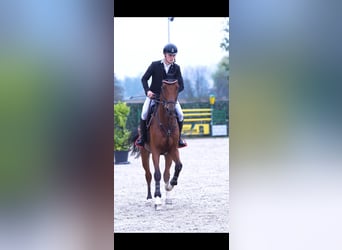 Duits sportpaard, Ruin, 6 Jaar, 170 cm, Bruin