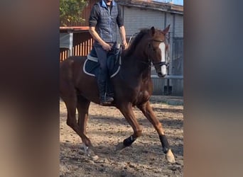 Duits sportpaard, Ruin, 6 Jaar, 170 cm, Vos